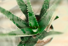 Aloe