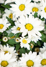 Chrysanthemum / Mums