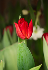 Tulip