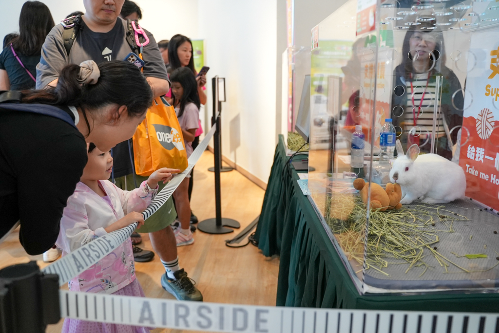 Hong Kong Rabbit Society displayed rabbits available for adoption, visitors observed them closely with great interest.