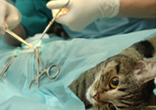 A cat on an operation table being neutered by a vet