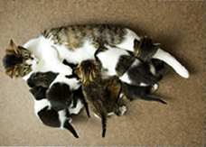 A mother cat feeding a litter of kittens