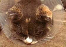 A cat wearing a protective collar after operation