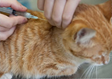 A cat receiving vaccination from a vet