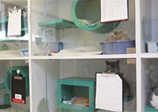 Individual compartment for animals