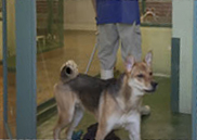 A staff of pet hotel removing dog excreta