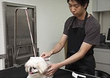 A staff brushing dog's hair