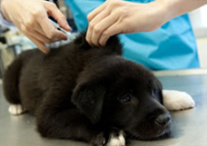 A dog receiving vaccinations from a vet