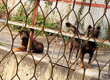 Dogs on construction site