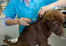 A dog receiving vaccinations from a vet