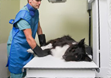 A dog on an operation table being sterilized by a vet