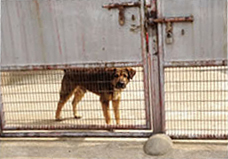 Mongrel behind fence on construction site