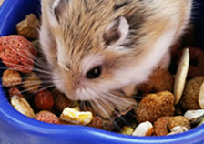 A hamster eating commercial pet food
