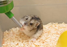 A hamster drinking water