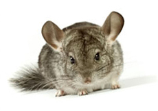 A chinchilla