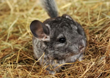 A chinchilla eating grass