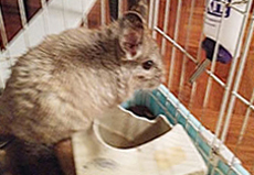 A chinchilla in a cage with water bottle