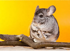 A chinchilla playing with branches