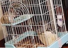 A tall and multi-level cage for chinchillas