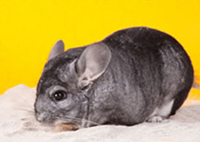 A chinchilla having dust bath