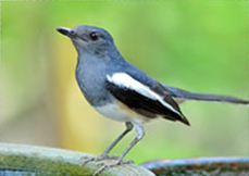 A Magpie Robin