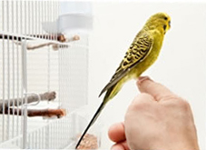 A bird perching on its owner's finger