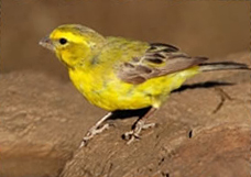 A yellow-fronted canary