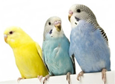 Three Budgerigars