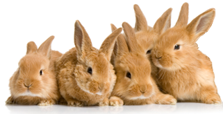 A litter of rabbits