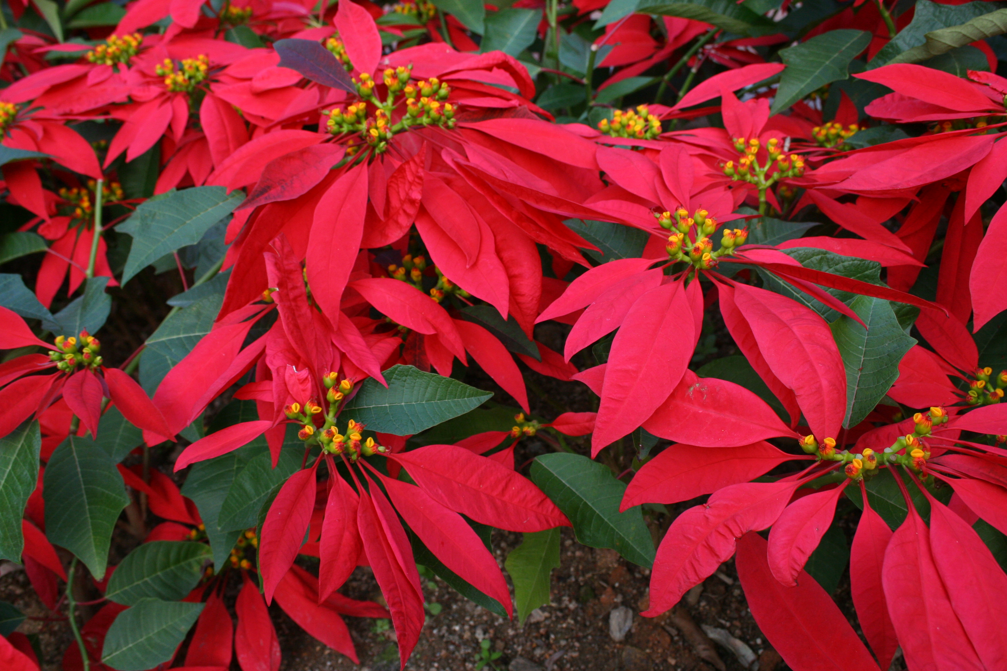 聖誕花 Poinsettia