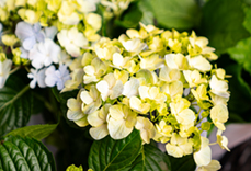 繡球花 Hydrangea